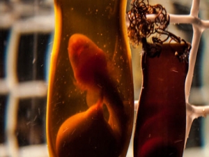 Shark eggs-1