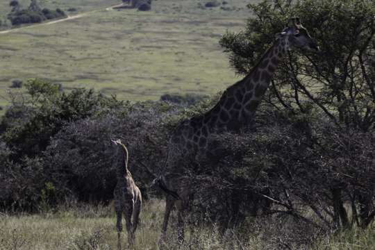 Giraffe Behavioural Study