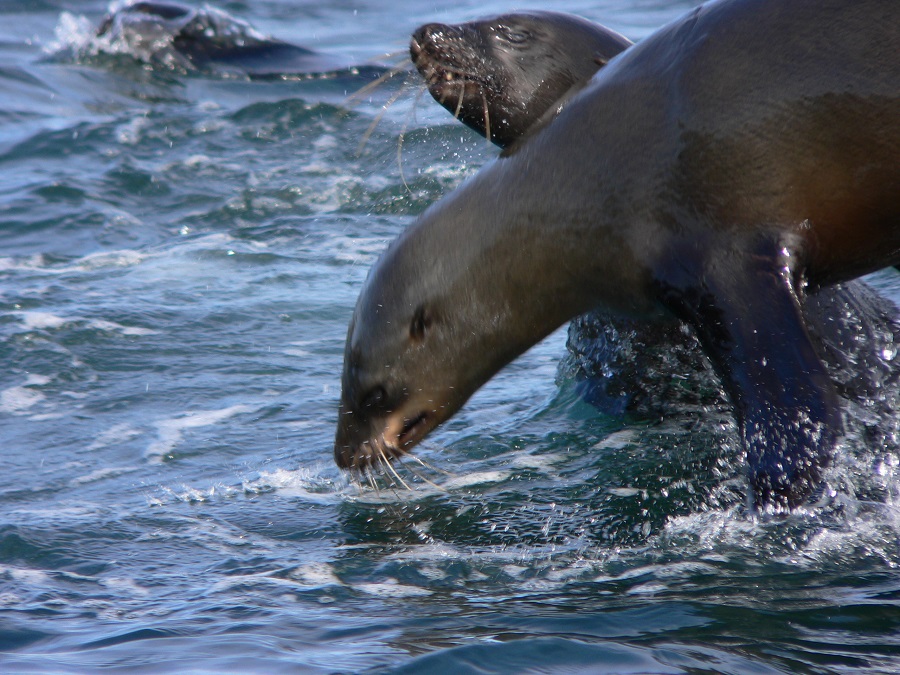 Our Latest Research Publication: Changes in Cape Fur Seal Behaviour with Lunar Conditions