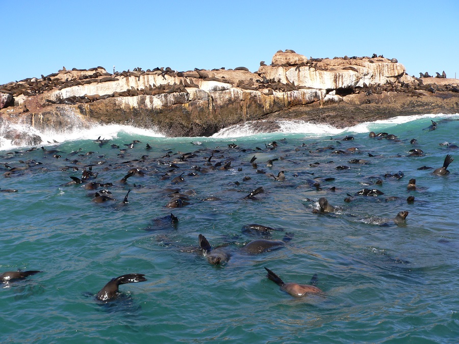 Our Latest Research Publication: Changes in Cape Fur Seal Behaviour with Lunar Conditions