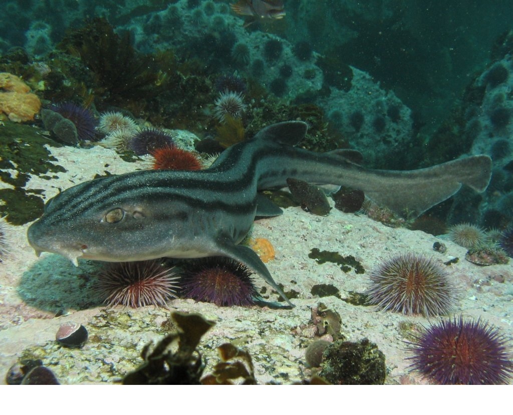 Benthic shark ecology