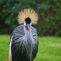 Bird Population Ecology