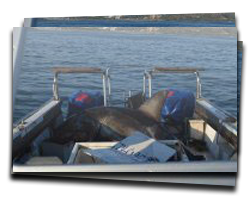 3m Great White Shark breaches into Research Boat