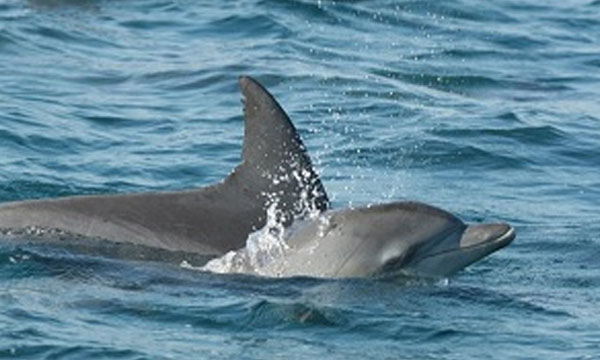 Dolphin Populations