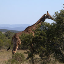 Giraffe Behavioural Study