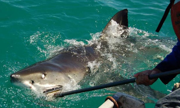 Great white shark bite strength