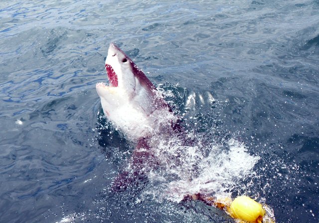 great-white-shark01large - Oceans Research