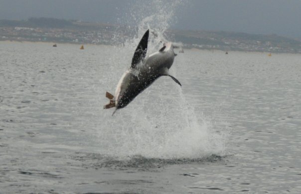 great-white-shark02large - Oceans Research