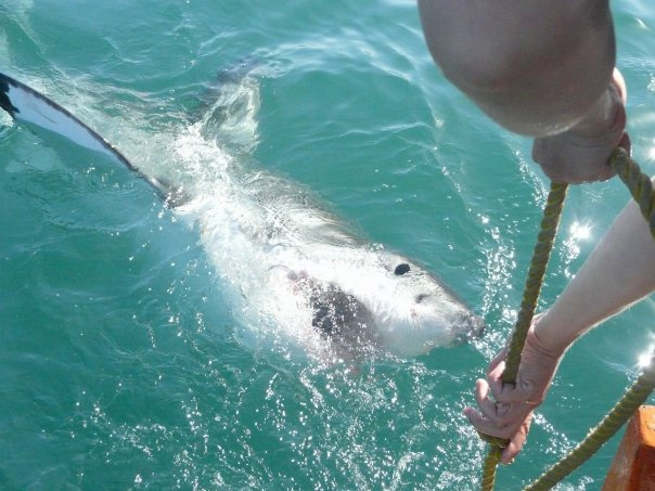 great-white-shark04large - Oceans Research