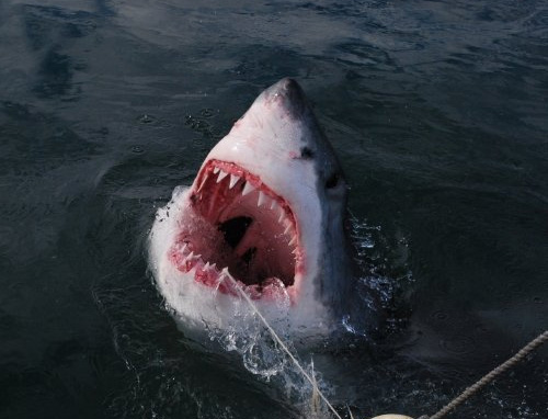 great-white-shark06large - Oceans Research