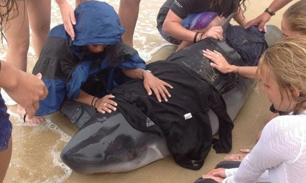 Marine Mammal Stranding Network