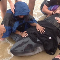 Marine Mammal Stranding Network