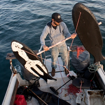 Utilizing Orca Whale Sign Stimuli to Deter White Sharks