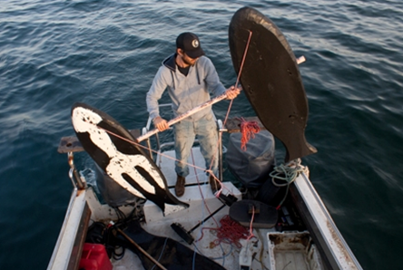 Utilizing Orca Whale Sign Stimuli to Deter White Sharks