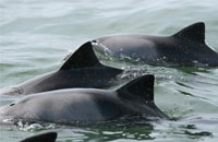 Expansion into Marine Mammals Research Projects
