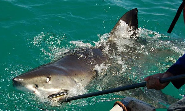 White Shark Research and Internship Start