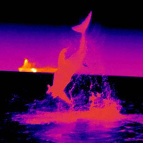 Video Gallery, Oceans Research media, appearances and credits Video Gallery