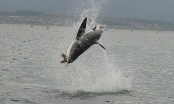 South Africa’s White Shark Research Group