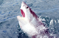 South Africa’s White Shark Research Group