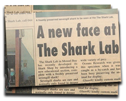 A new face at The Shark Lab