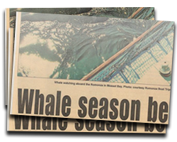 Whale season begins