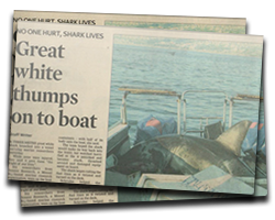 Great white thumps on to boat