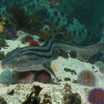 Benthic shark ecology