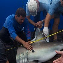 Movement ecology of white sharks