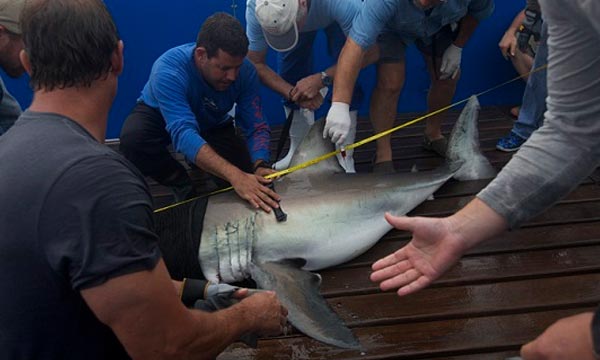 Movement ecology of white sharks