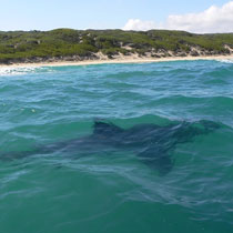 White Shark Habitat Use