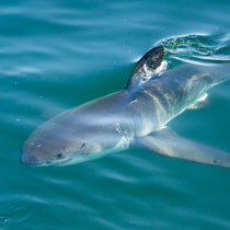 White Shark Populations