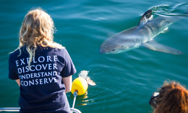 White Shark Populations