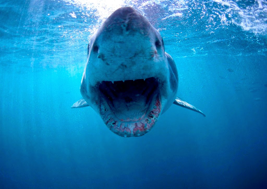 Understanding the Elusive: Conservation in a Changing World – Part 2, latest update from Oceans Research Understanding the Elusive: Conservation in a Changing World – Part 2