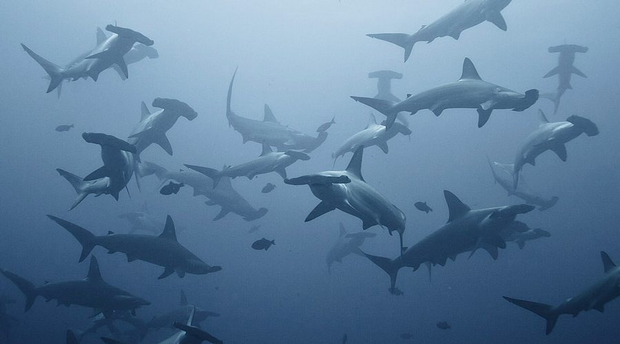 The Science Behind Shark Conservation: Not All That Glitters is Gold, latest update from Oceans Research The Science Behind Shark Conservation: Not All That Glitters is Gold