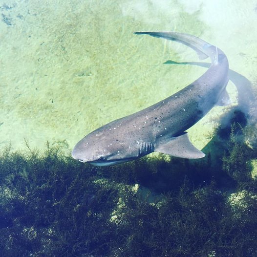 Seven gill shark tagging and use of accelerometer