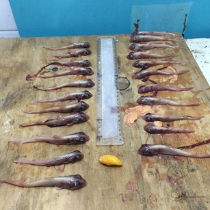 Dissection of a smooth-hound shark