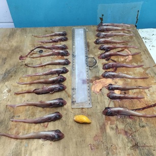 Dissection of a smooth-hound shark, latest update from Oceans Research Dissection of a smooth-hound shark