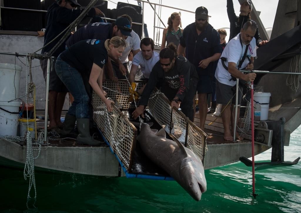 Shark project in Cape Town, South Africa with Alison and her team from shark spotters on board of Pangaea with Mike Horn and Young Explores. langebaan.Alison with Paul.Dave,Enrico and Tammy. For three days 15 sevengill sharks were tagged.