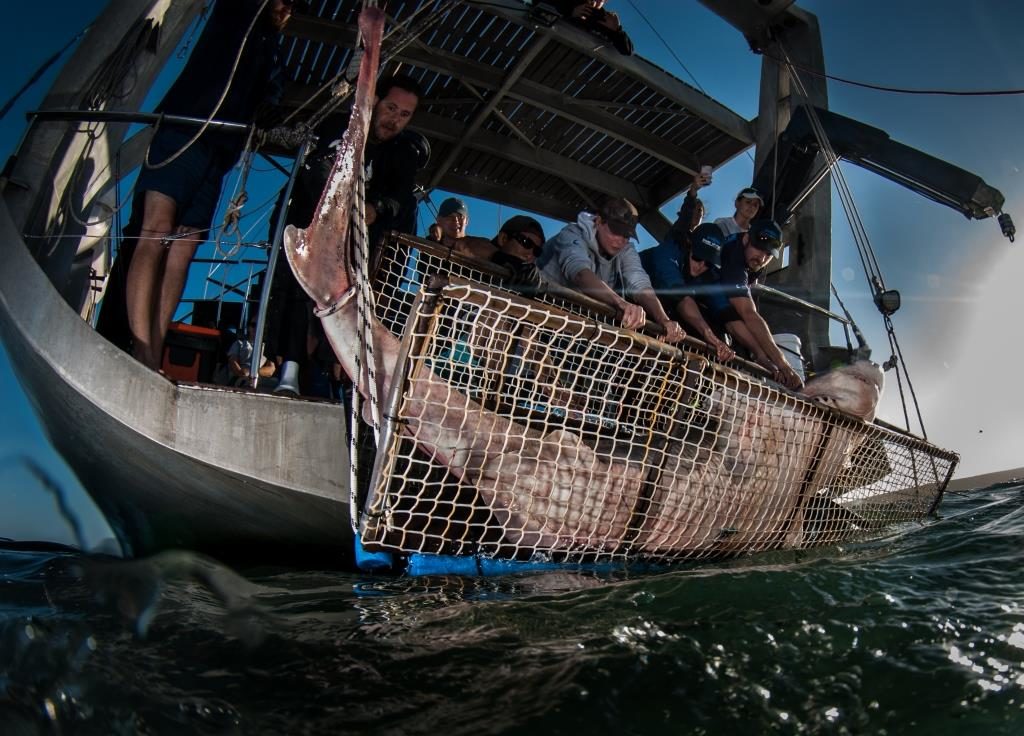 Shark project in Cape Town, South Africa with Alison and her team from shark spotters on board of Pangaea with Mike Horn and Young Explores. langebaan.Alison with Paul.Dave,Enrico and Tammy. For three days 15 sevengill sharks were tagged.