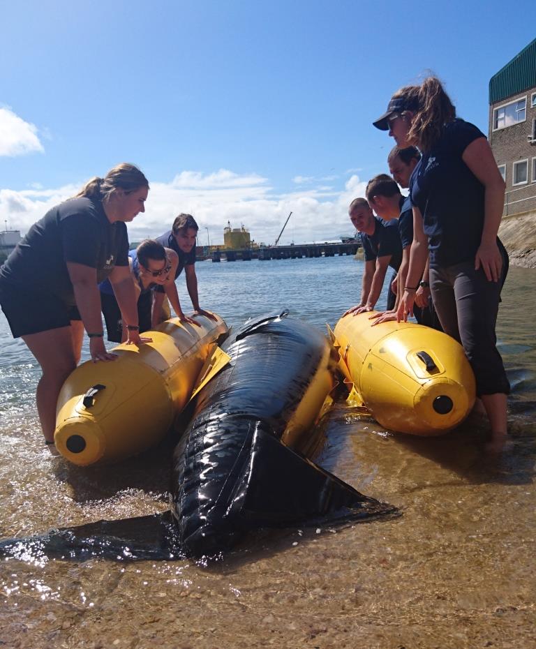 Workshop: Marine Mammal Stranding Response: a collaborative approach