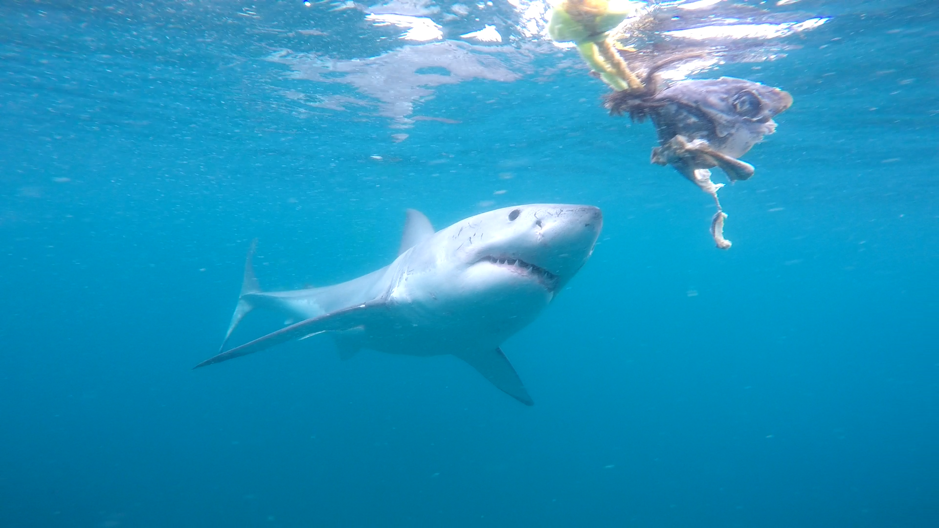 Eﬀects of auditory and visual stimuli on shark feeding behaviour: the disco eﬀect
