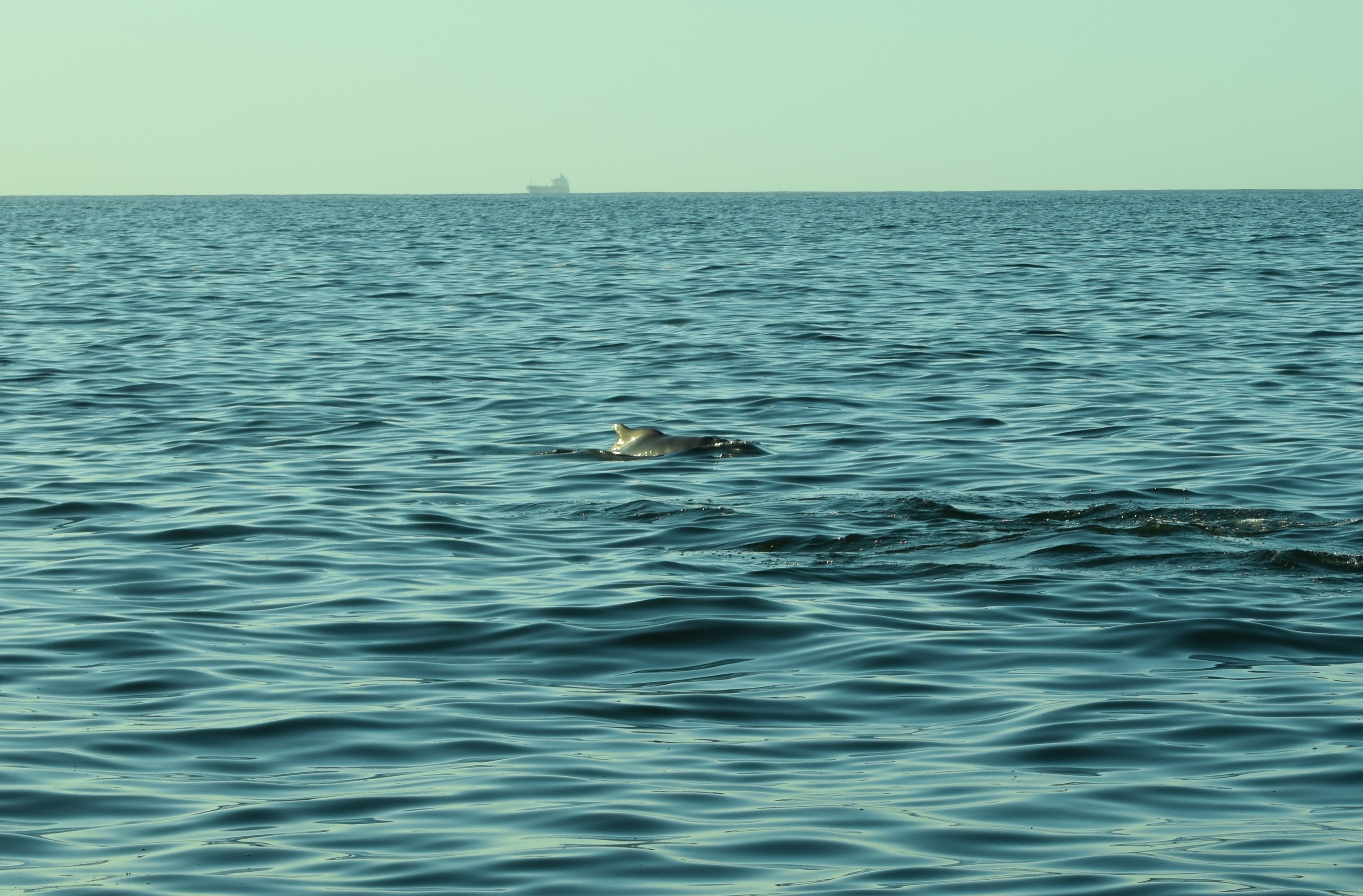 Our latest publication on the Indian Ocean humpback dolphin