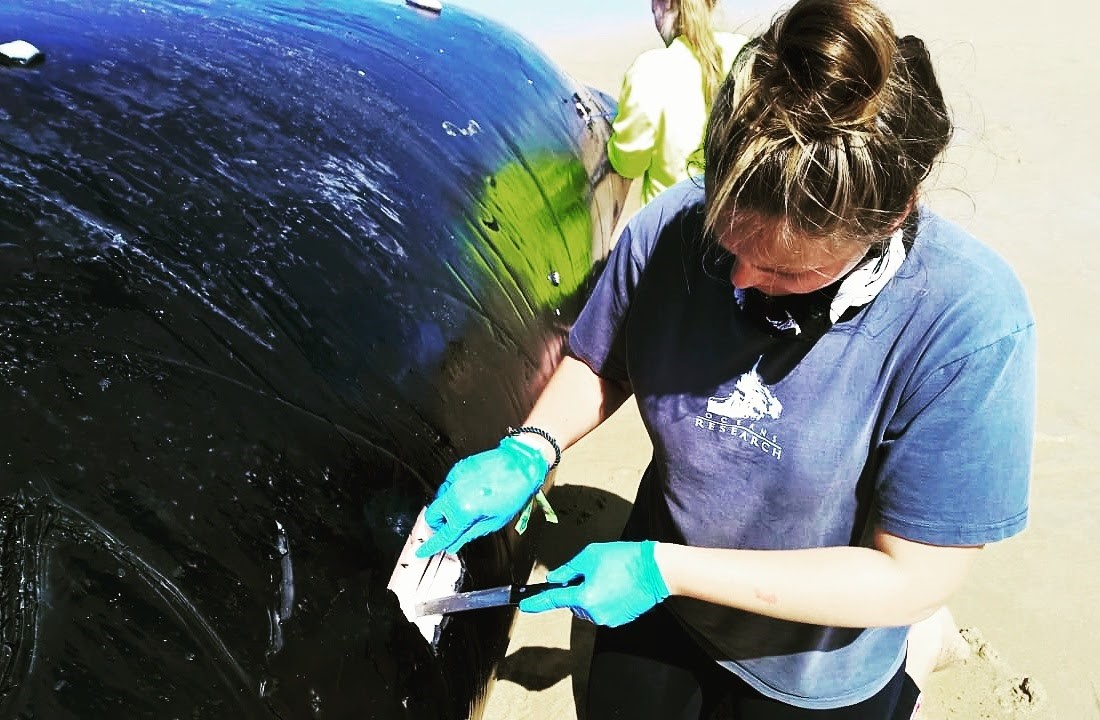 Interview with Sasha Dines on the Brydes Whale Beaching Incident, latest update from Oceans Research Interview with Sasha Dines on the Brydes Whale Beaching Incident