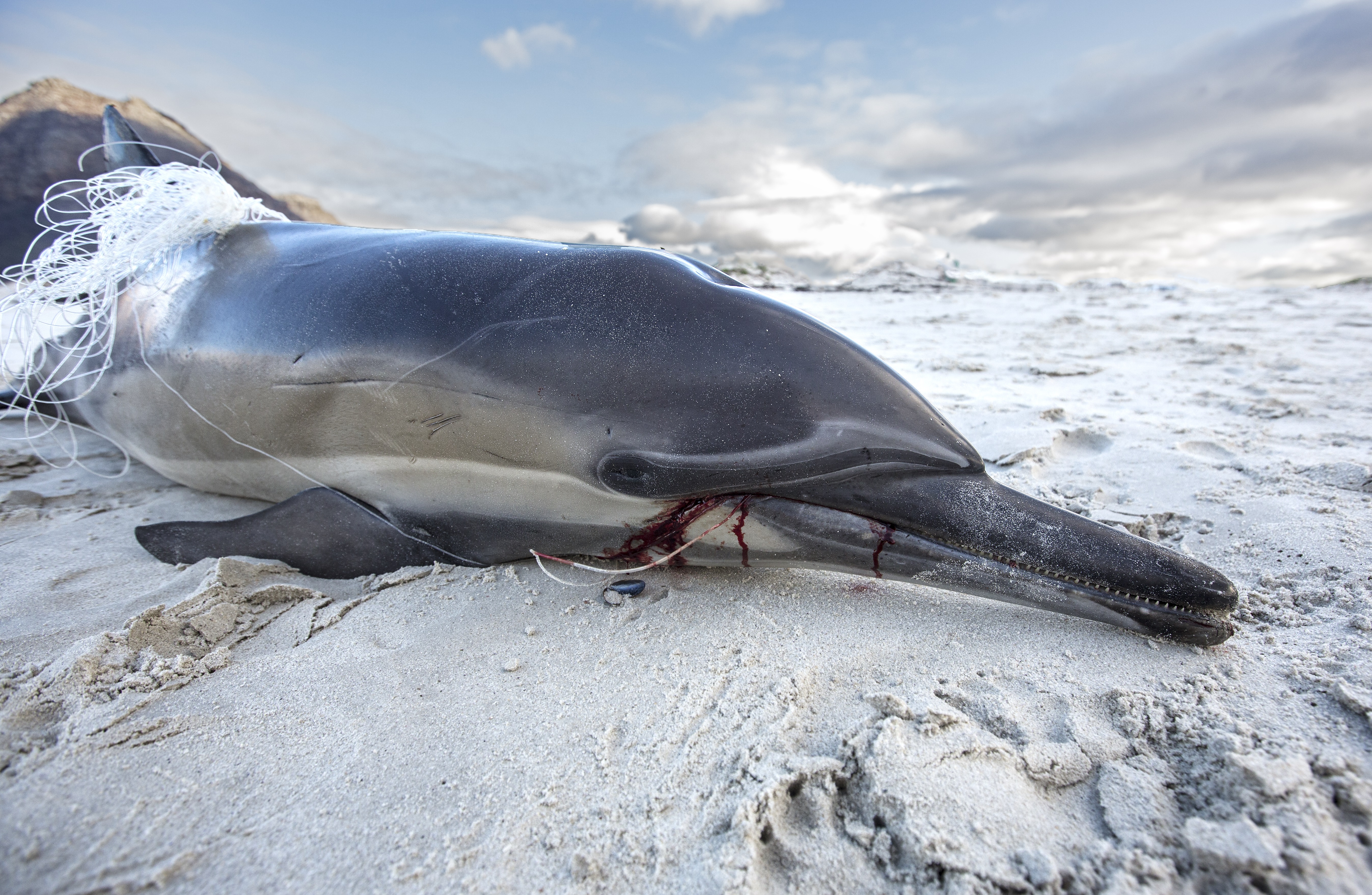Where Are Air Jaws? What’s Happening to White Shark Capital?, latest update from Oceans Research Where Are Air Jaws? What’s Happening to White Shark Capital?
