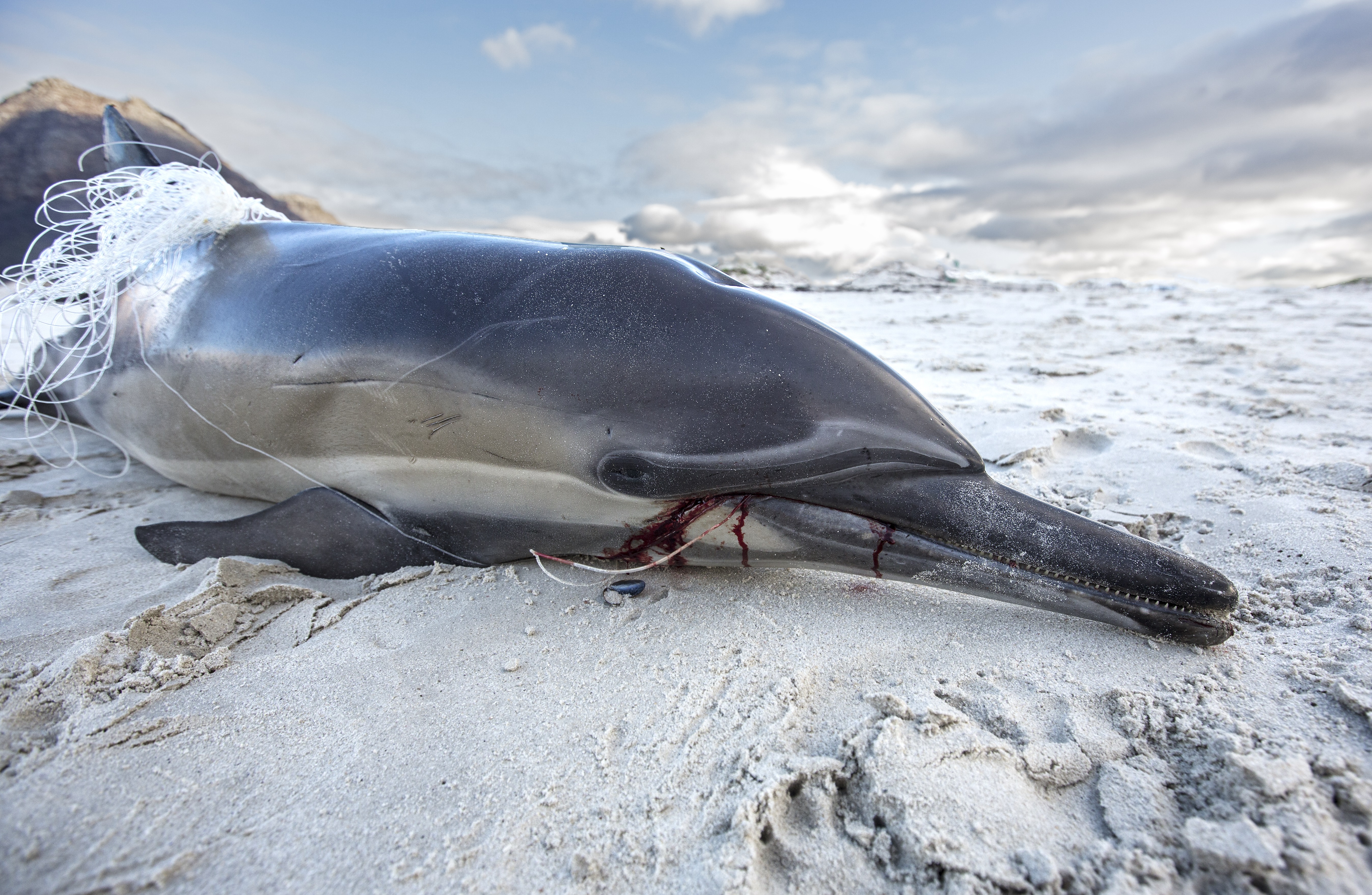 Where are Air Jaws? And what is happening to the White Shark Capital of the World?