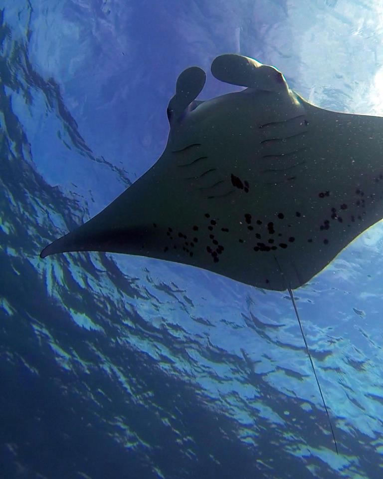 Interview: Lauren Peel, Project Leader for The Manta Trust’s Seychelles Manta Ray Project
