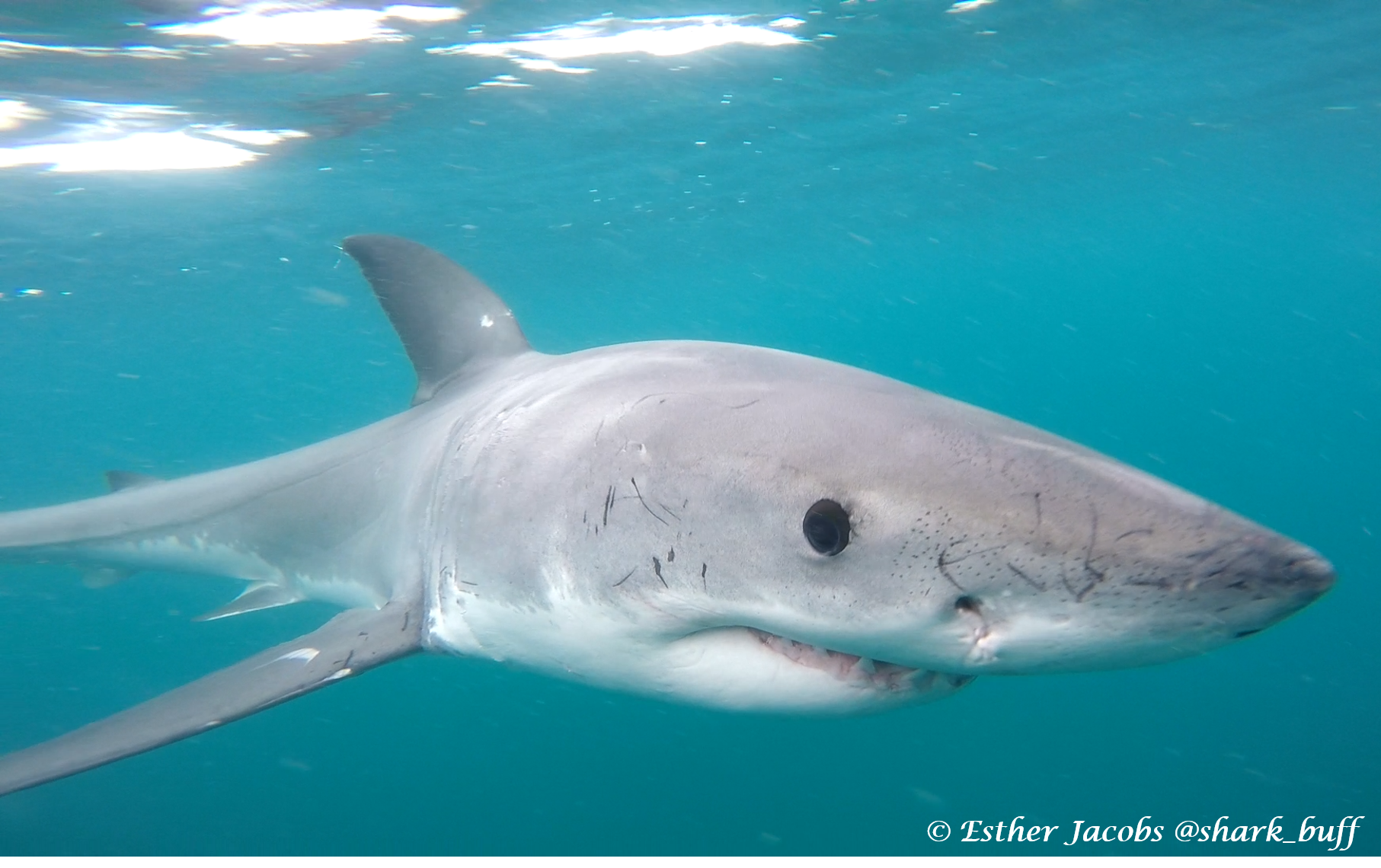 Oceans Research: Shark Deterrent Fail