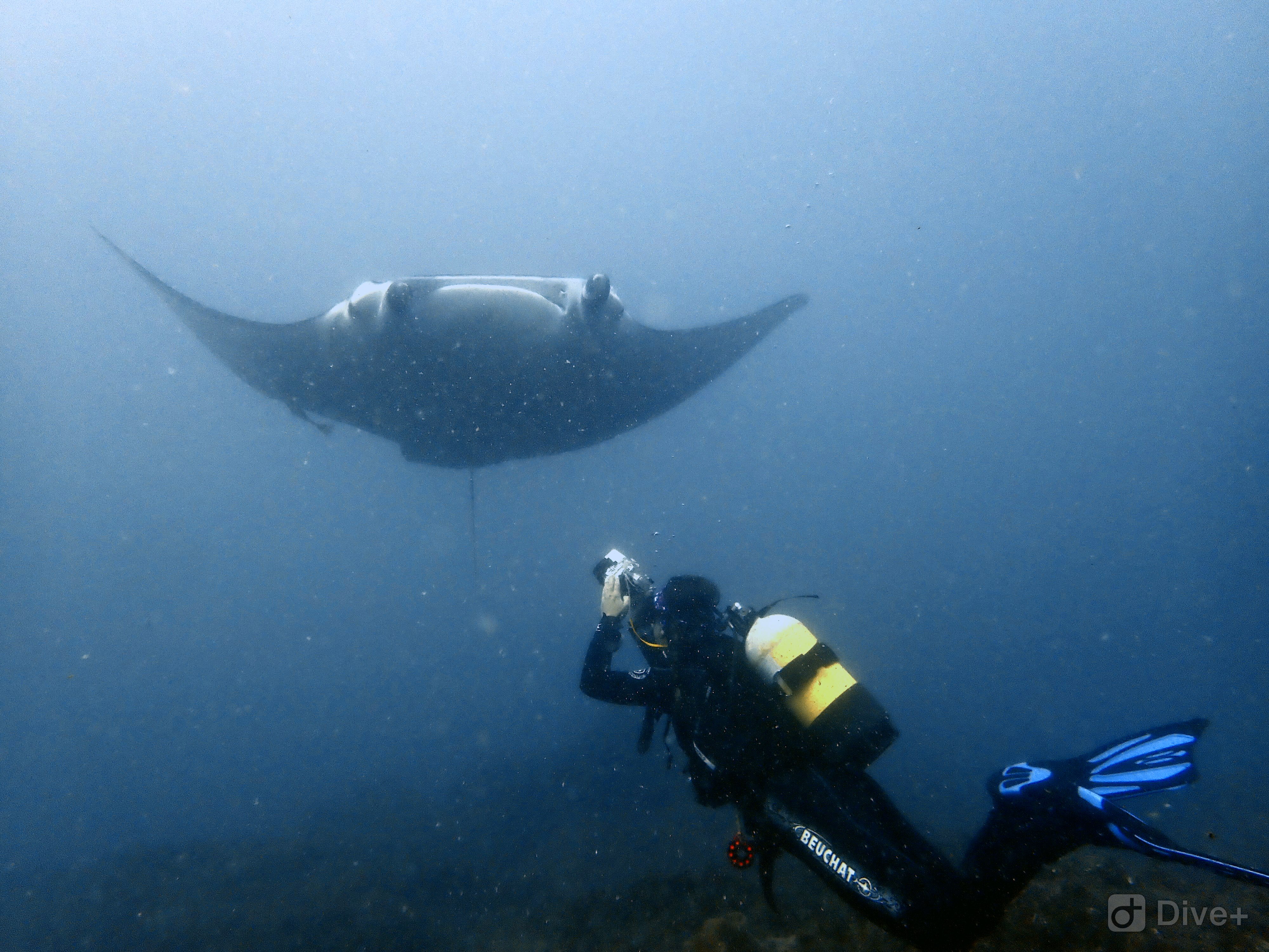 Interview: Marine Action Research Director, Nakia Cullain, latest update from Oceans Research Interview: Marine Action Research Director, Nakia Cullain