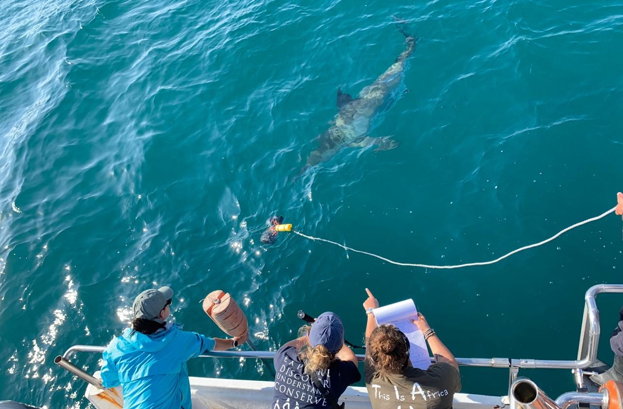 5 Steps to Choose a Marine Research Internship Program, latest update from Oceans Research 5 Steps to Choose a Marine Research Internship Program