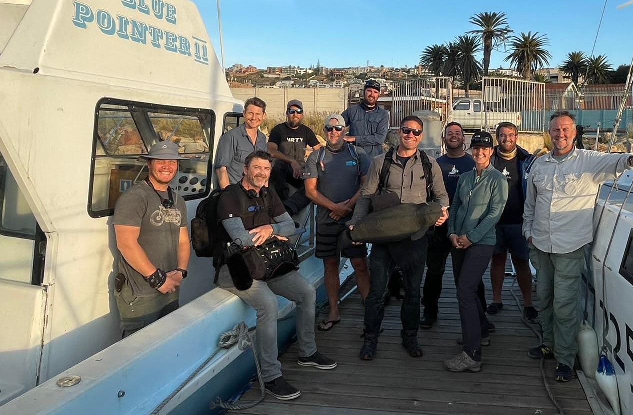 Sharks with Steve Backshall